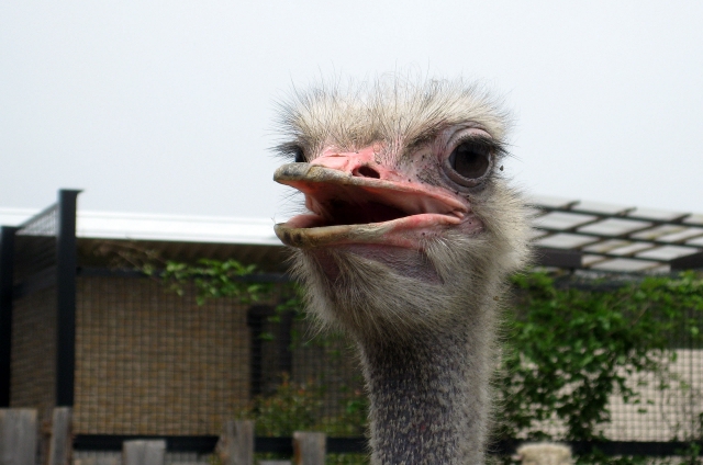 ダチョウの行動や生態